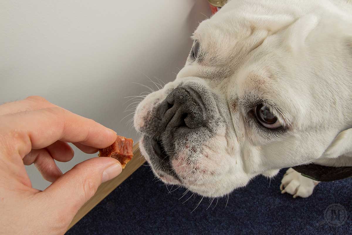 Weißer Hundekopf, der an einem von einer Hand dargebotenen Leckerli schnuppert