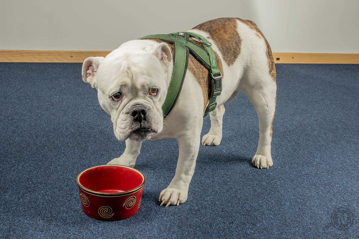 Englische Bulldogge steht mit traurigen Augen vor leerem Napf (rot)