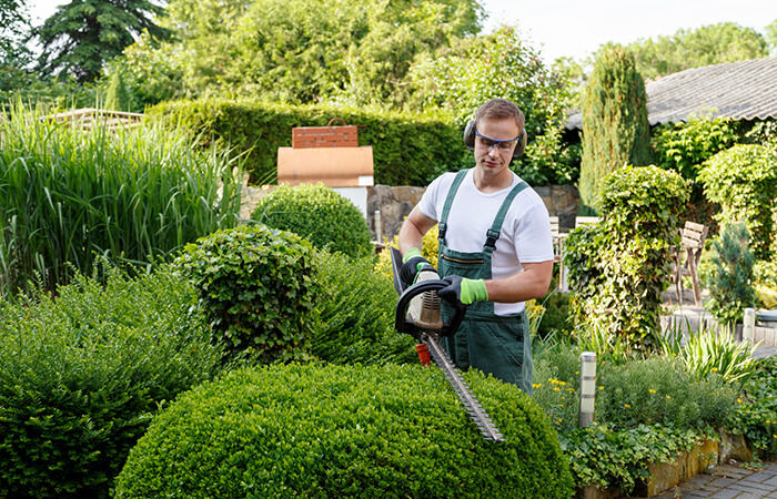 Hecke wird gestutzt