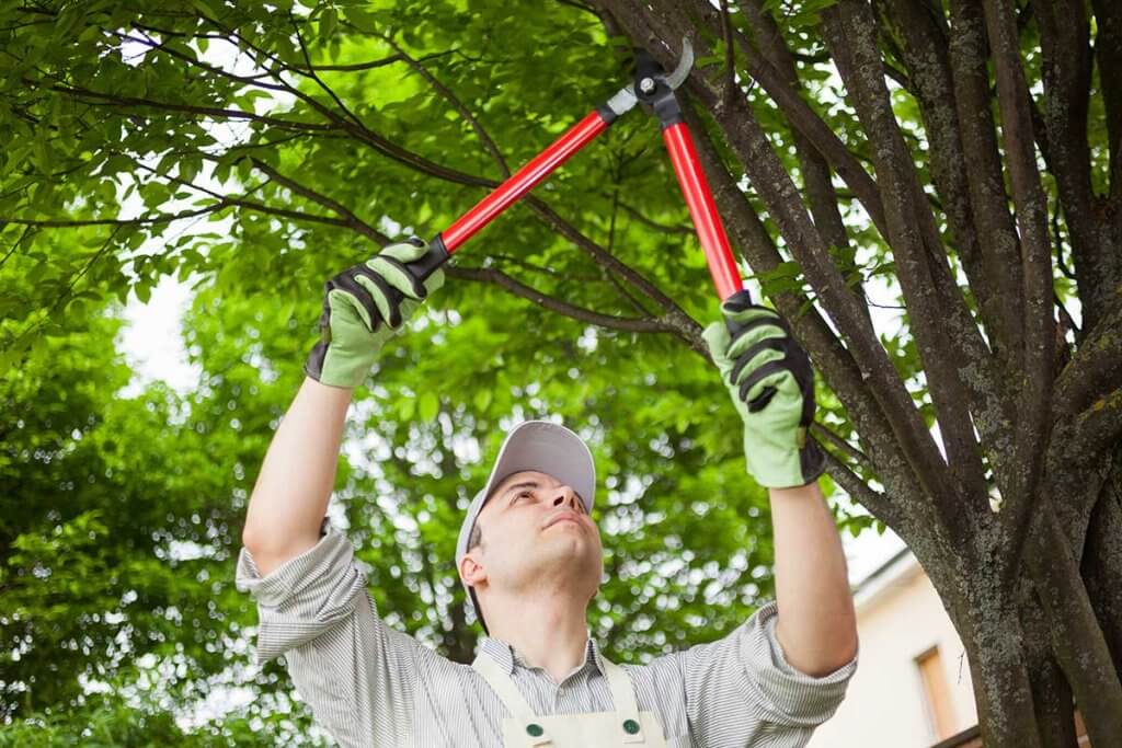 Gartner schneidet ueberkopf Aeste