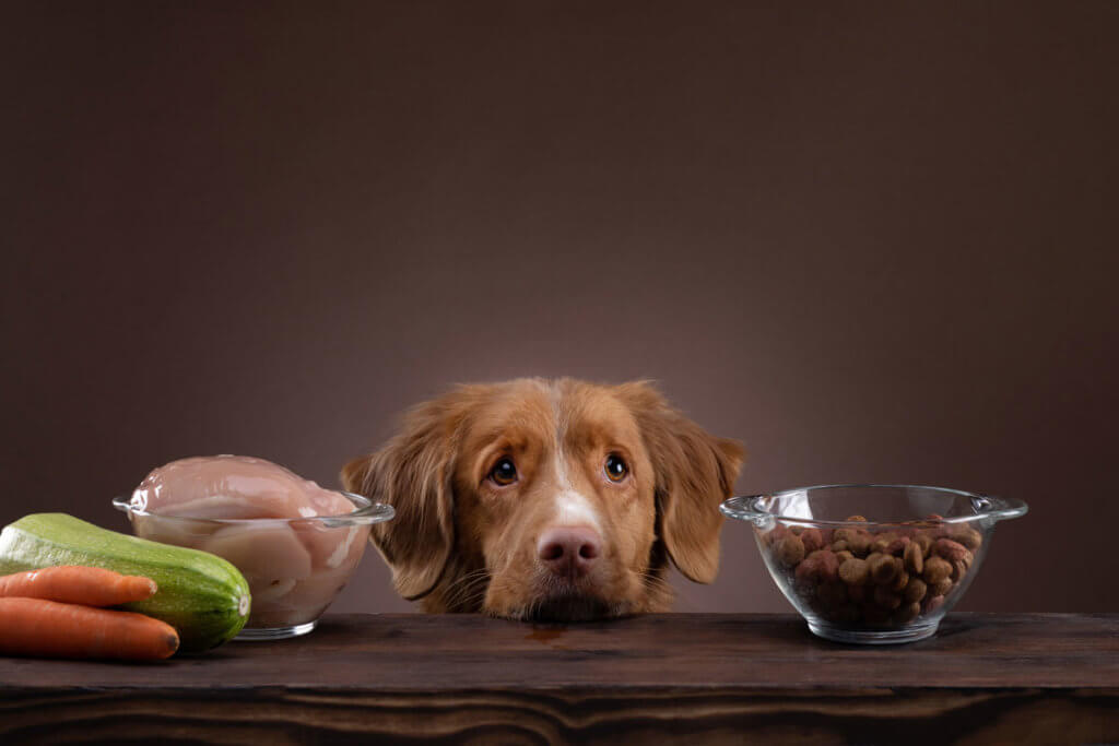 Trauriger Hund mit Essen