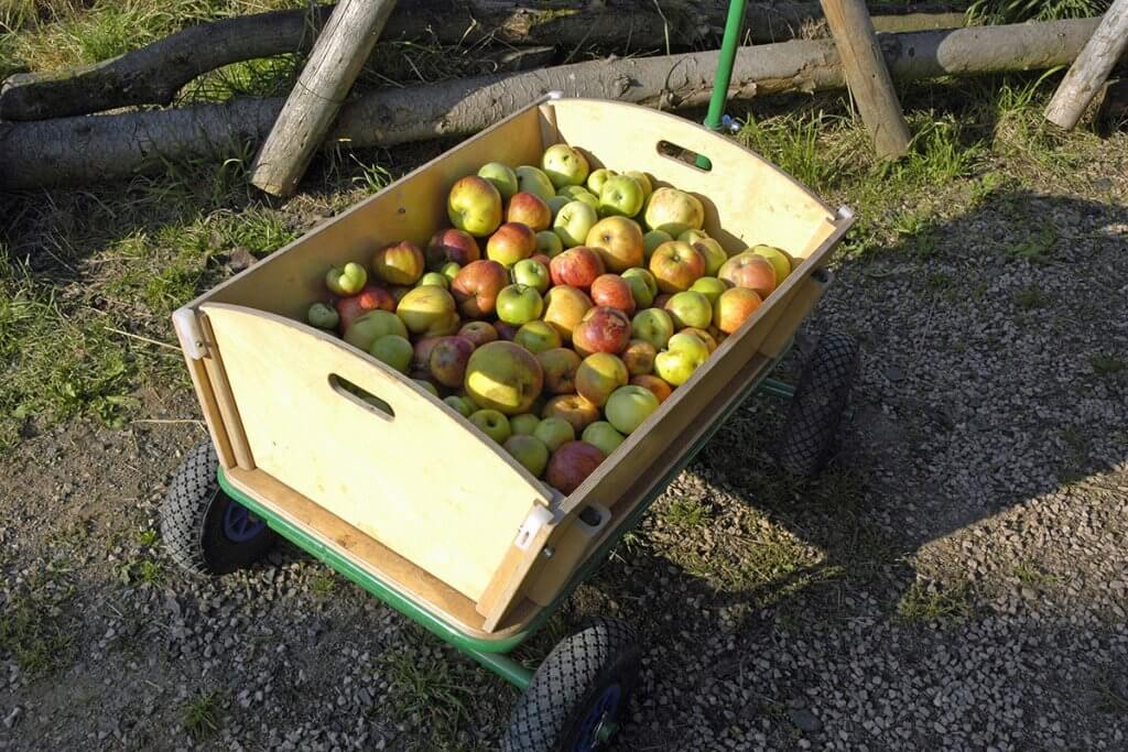 Holzbollerwagen ist mit Aepfeln befuellt