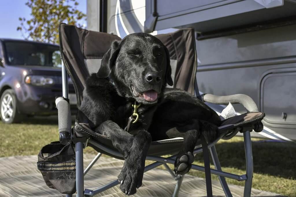 Hund liegt auf einem Campingstuhl
