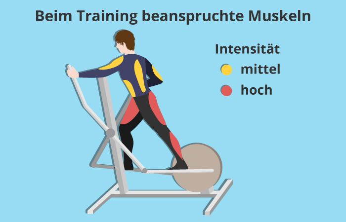 Crosstrainer beanspruchte Muskeln