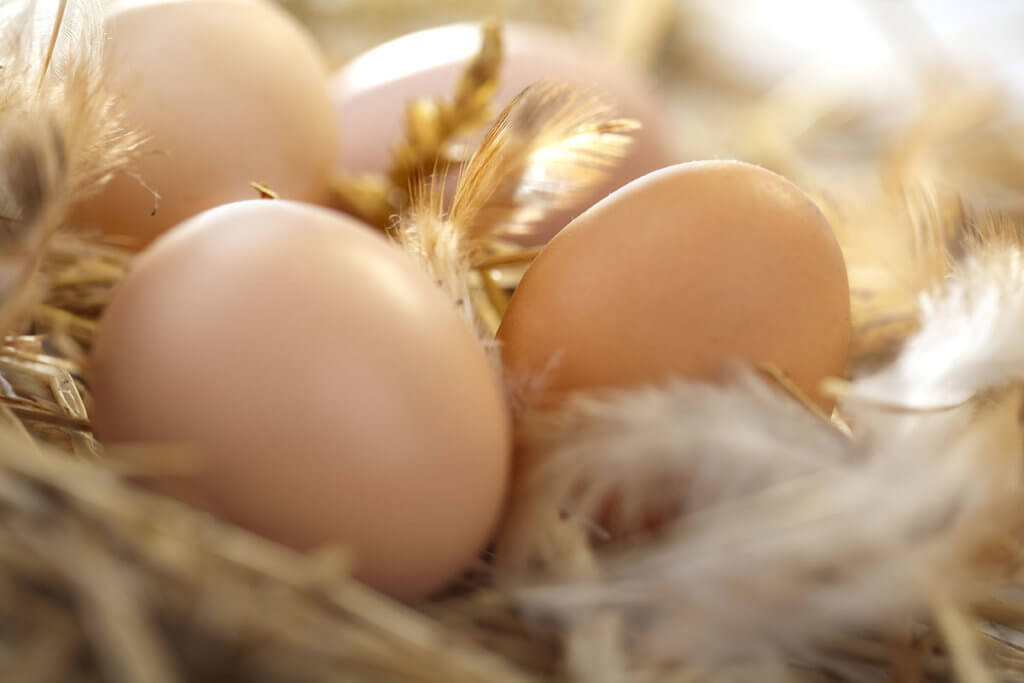 Mehrere Eier in einem Nest