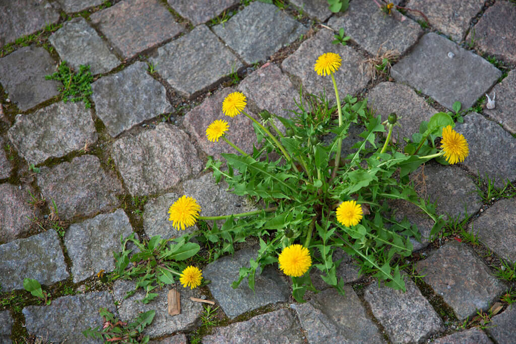 Löwenzahn sprießt aus Einfahrt