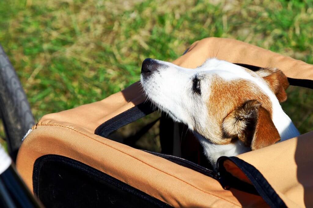 Hund guckt aus dem Anhaenger