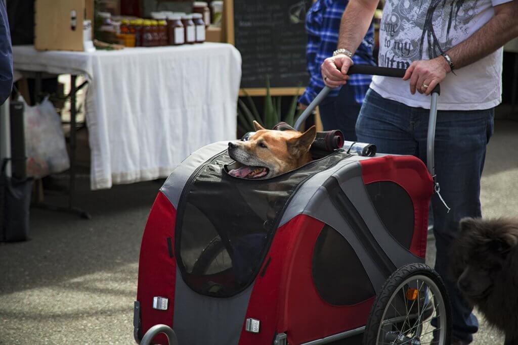 Hund streckt Kopf aus dem Anhaenger