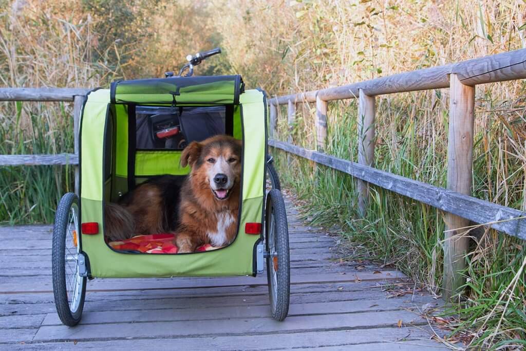 Hund sitzt im Anhaenger