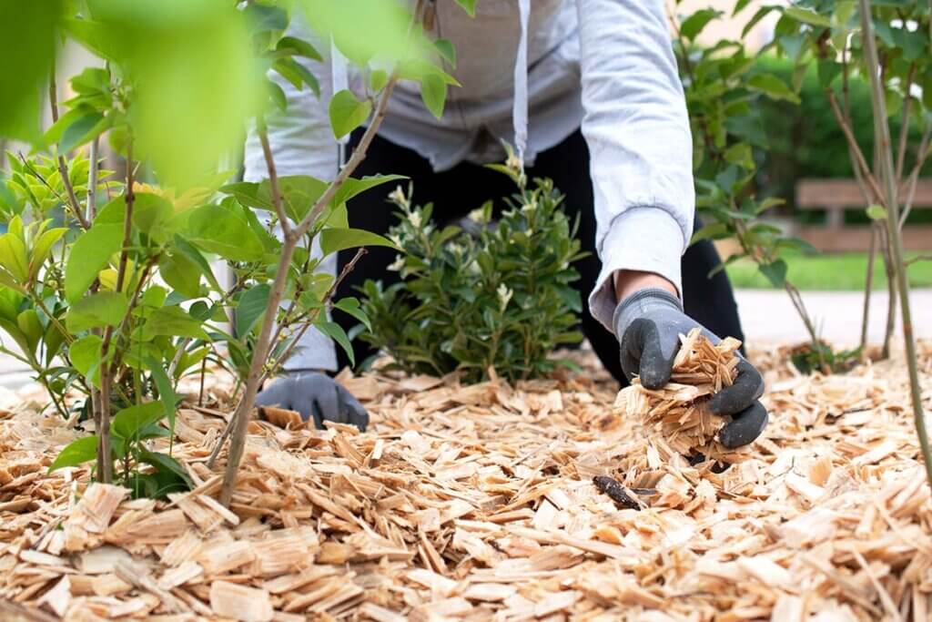 Gärtner verteilt Mulch im Garten