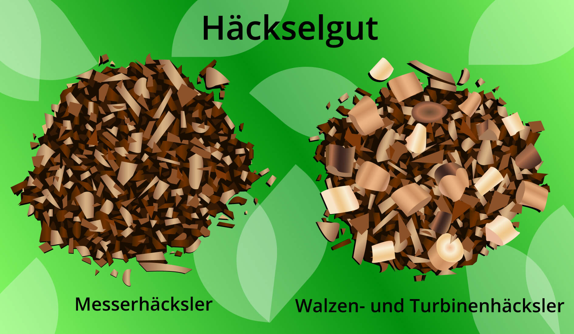 Haecksel gut