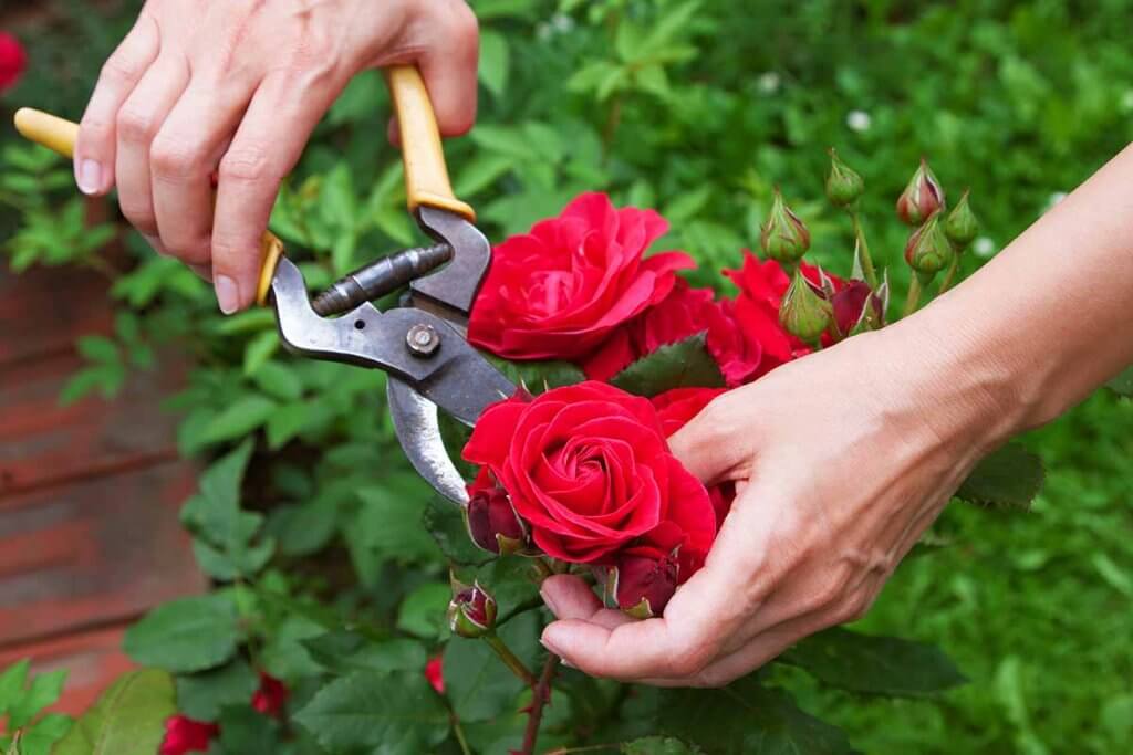 Rosenbusch wird geschnitten