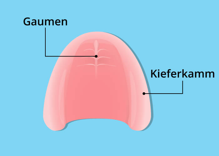 Kieferkamm