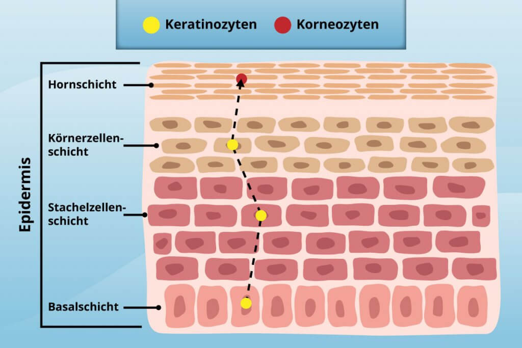 hornhautentferner-vereinfachte_hornhautschicht_und_weg_der_zellen