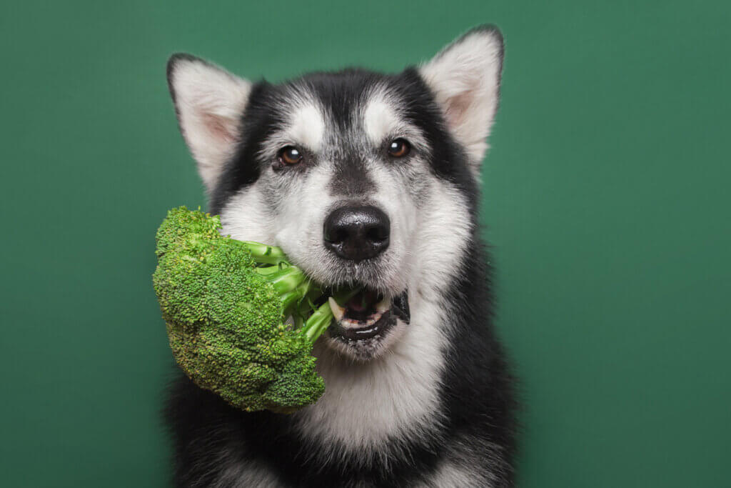 Hund mit Brokkoli im Maul