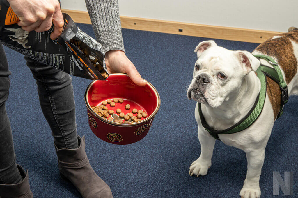 Hundetrockenfutter Hand hält Napf zum Hund