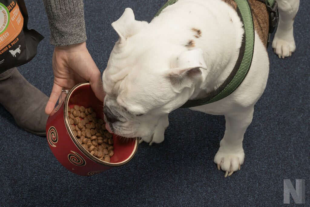 Hundetrockenfutter Hund frisst aus Napf