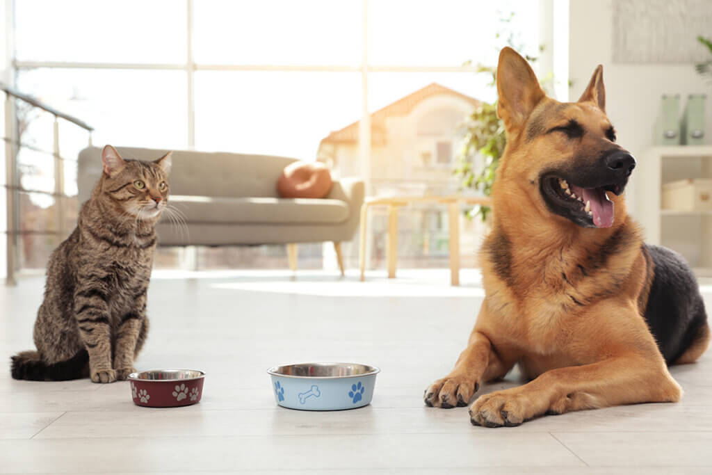 Hund und Katze vor Fressnäpfe