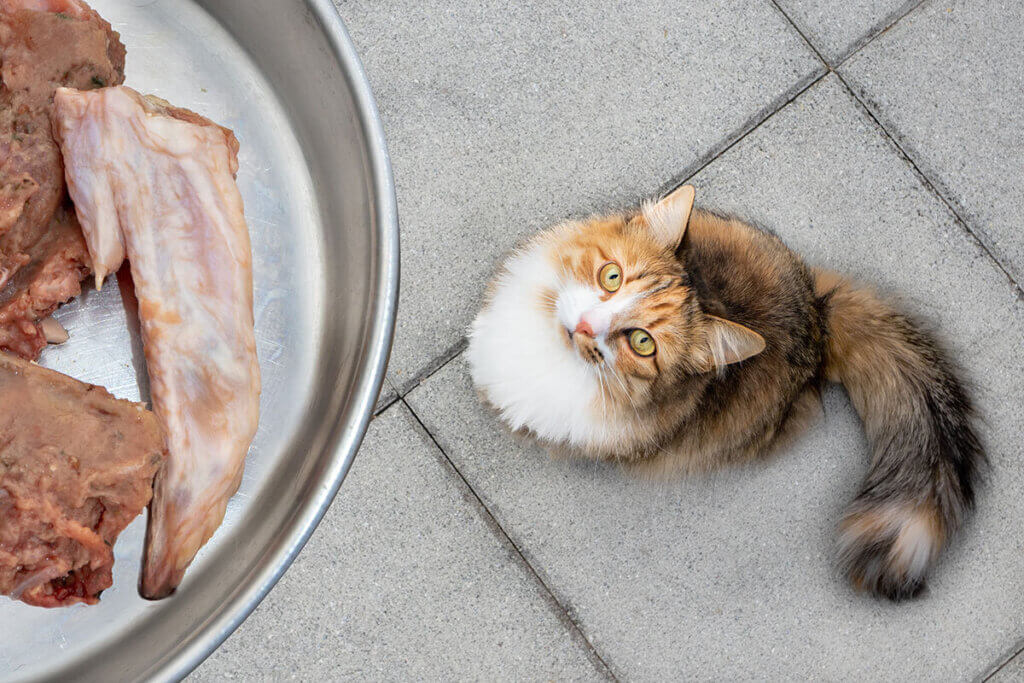 Katze schaut auf Barfnapf