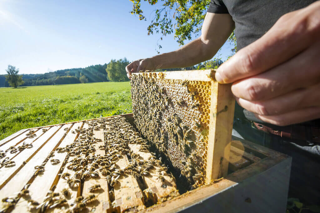 Imker mit Bienenvolk