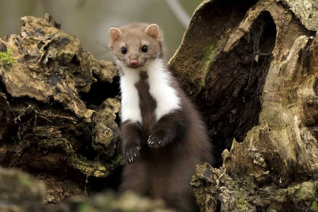 Ein Marder im Wald