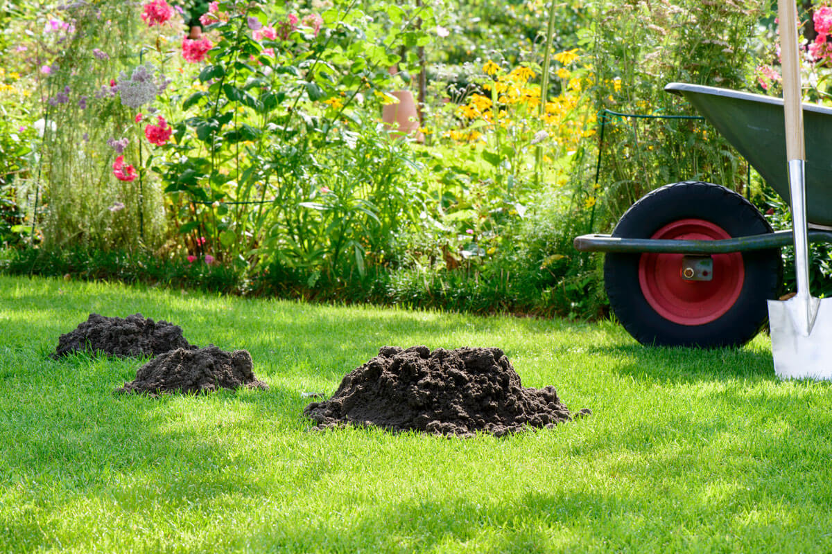 Bild von Maulwurfhuegeln in einem Garten