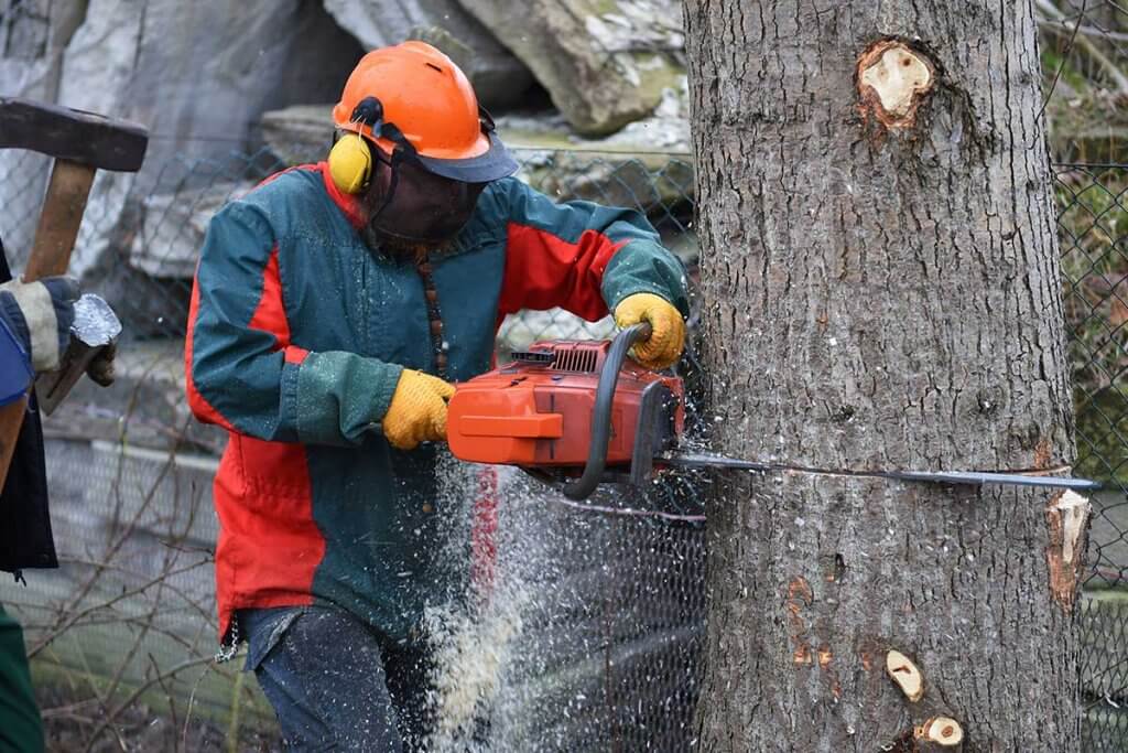 ein Holzfaeller faellt einen Baum mit der Hilfe einer Kettensaege
