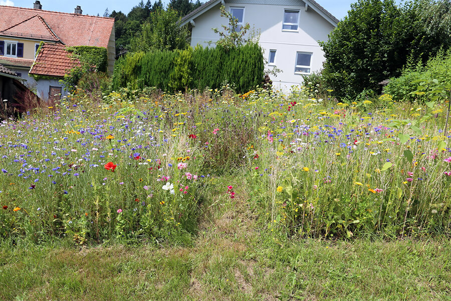 gartenpflege unkraut entfernen