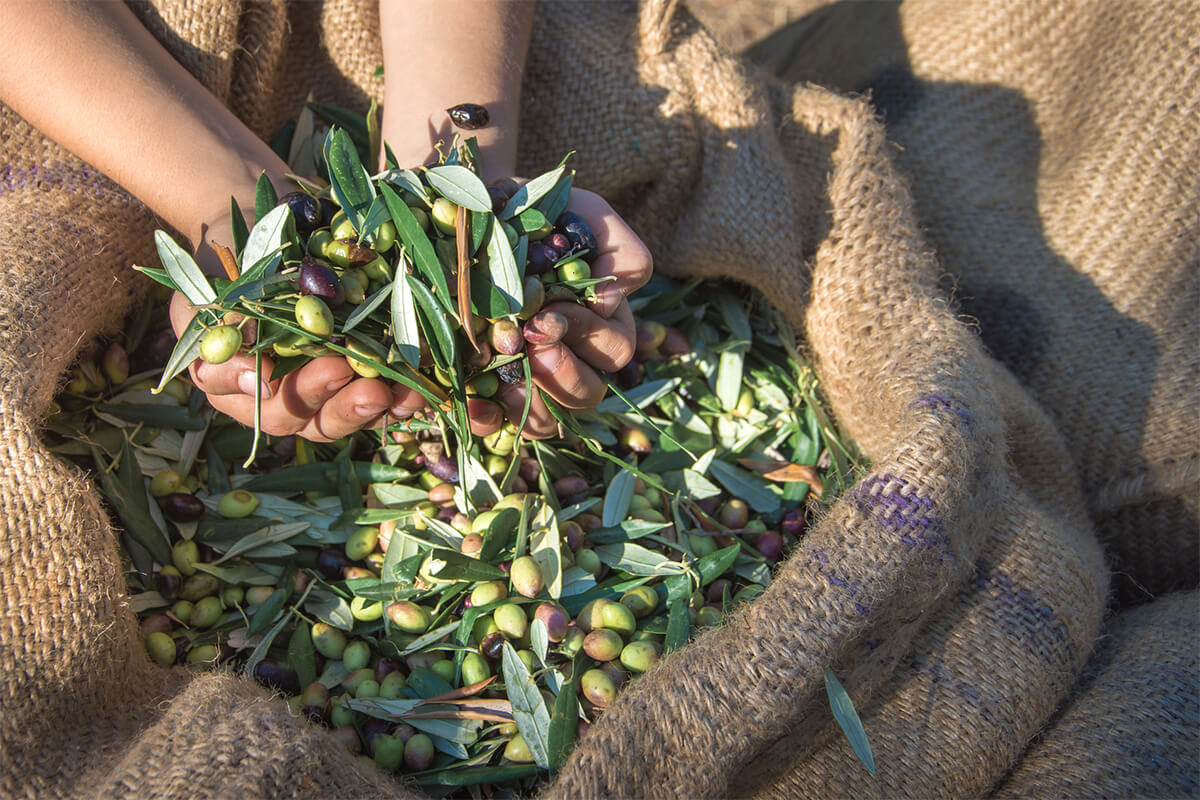 Olivenöl Harvested Fresh Olives
