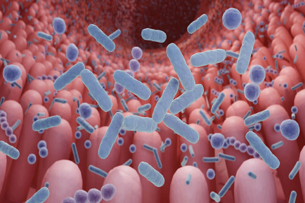 Mikrorganismen im darm visualisiert