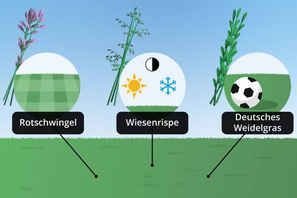 rasenarten unterschiedliche eigenschaften