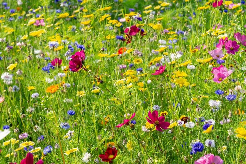 blumenwiese blueht bunt