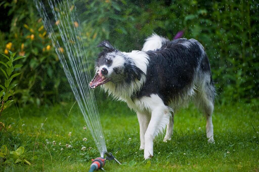 Rasensprenger Hund