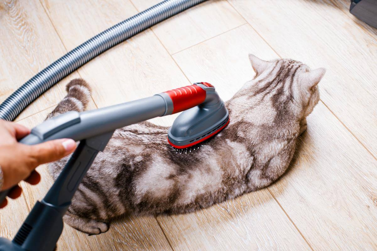 Katze absaugen
