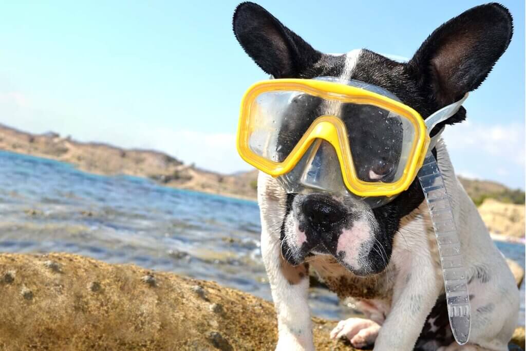 Hund mit Schwimmbrille