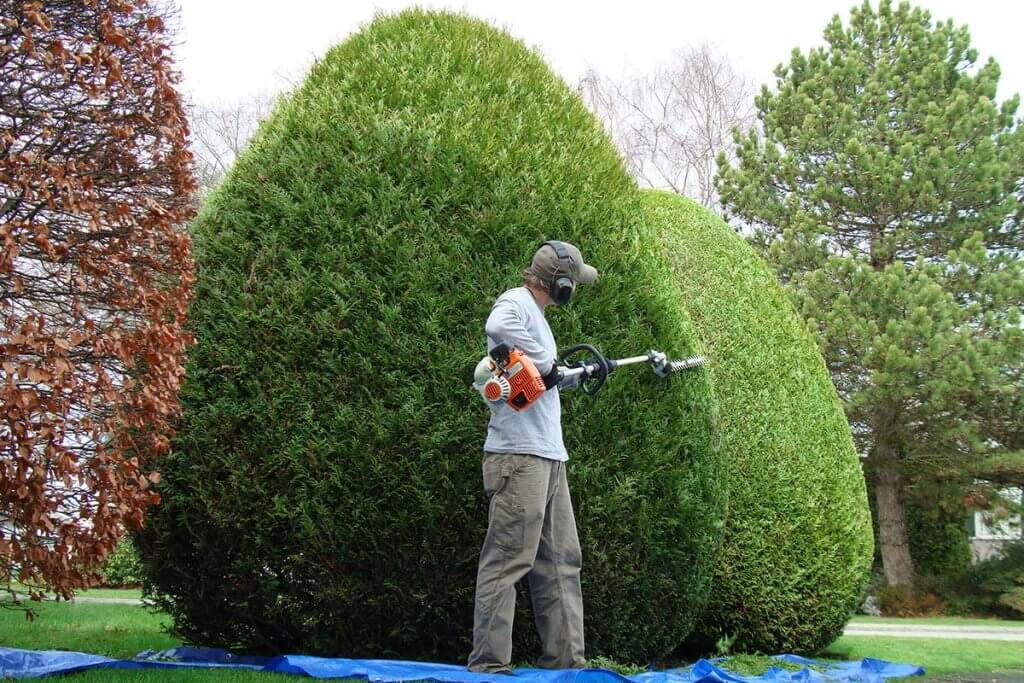 Hecke wird mit Teleskop-Heckenschere getrimmt