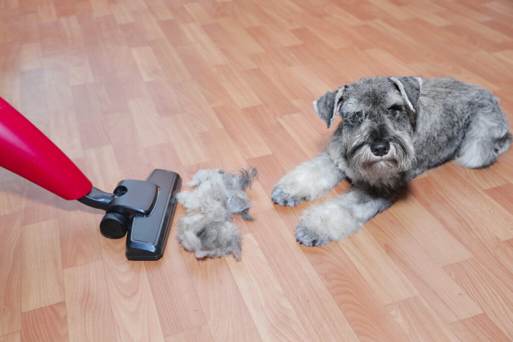 Hund auf Parkett und Haare werden gesaugt