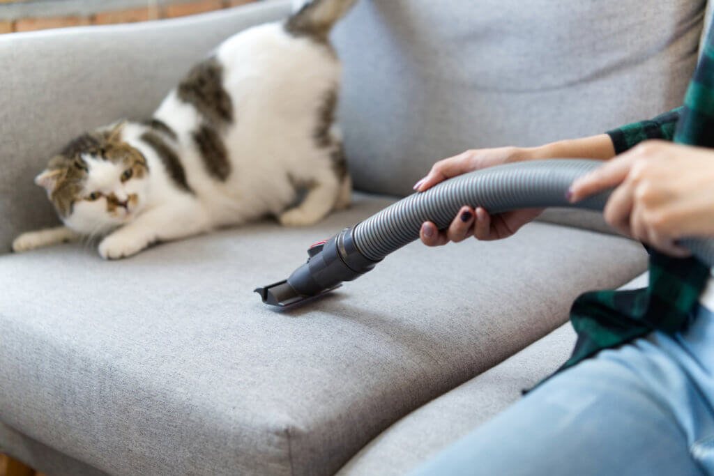 Katze verschreckt vor Staubsauger auf Sofa