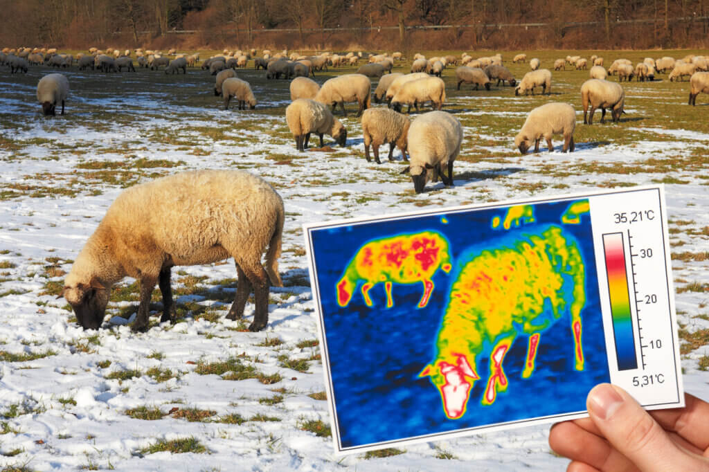 Schafe unter Wärmebildkamera