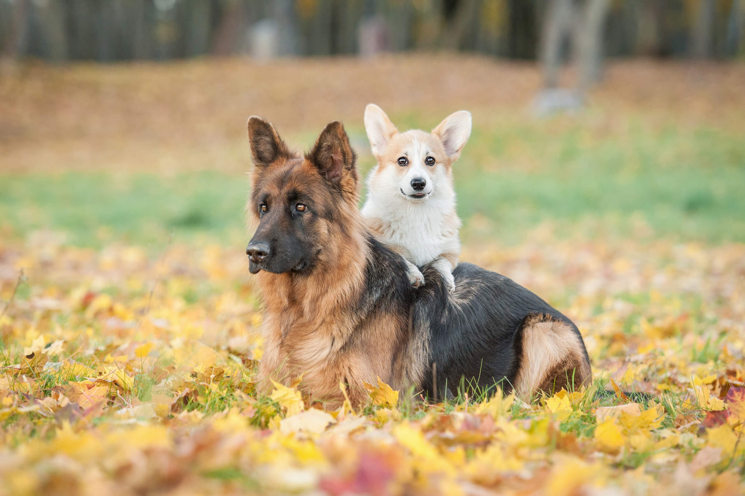 Corgi und Schäferhund