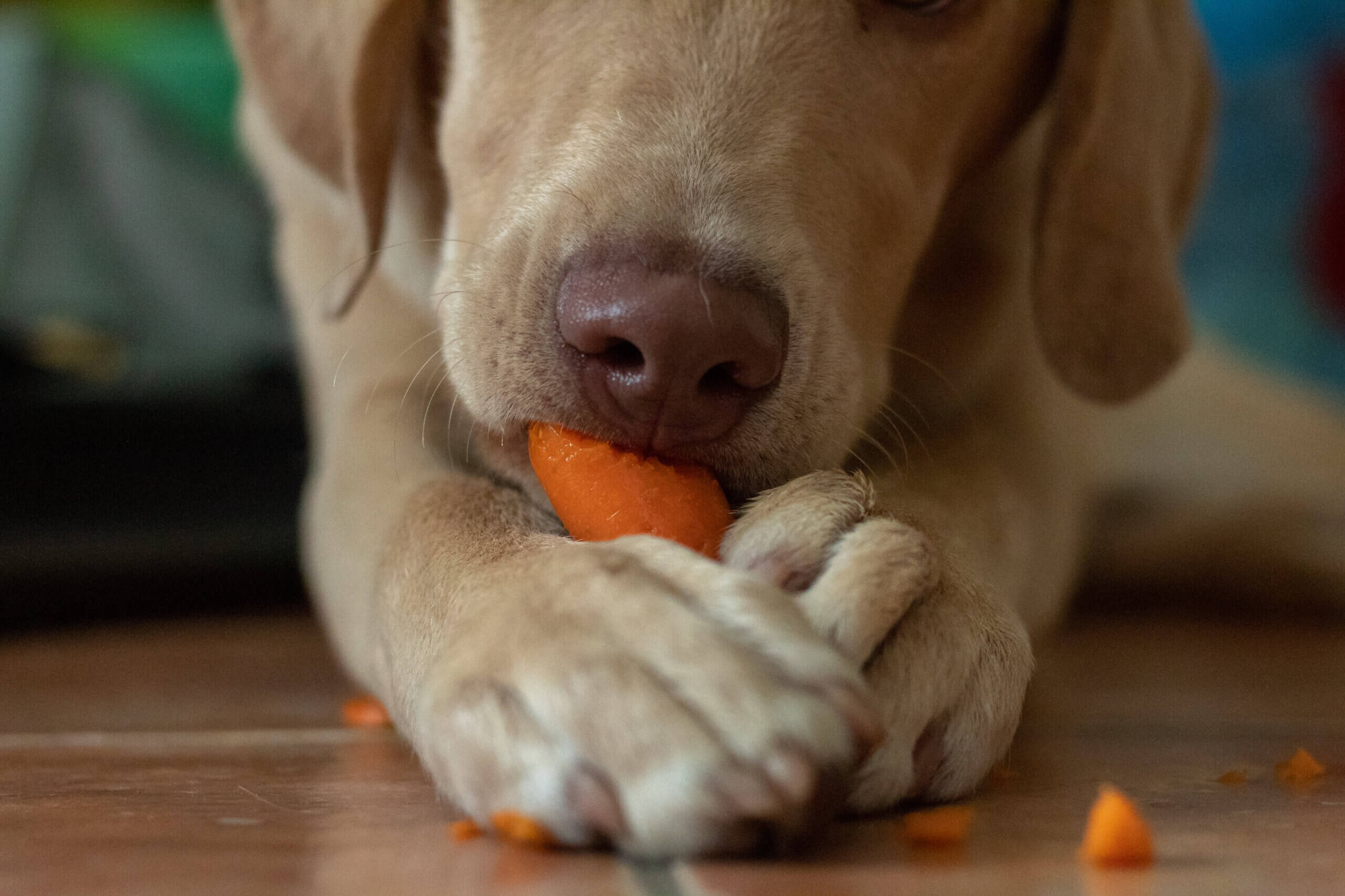 Hund frisst Karotte