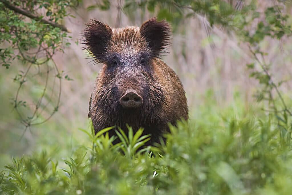 Wildschwein im Wald schaut zu kamera